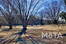 和光樹林公園
