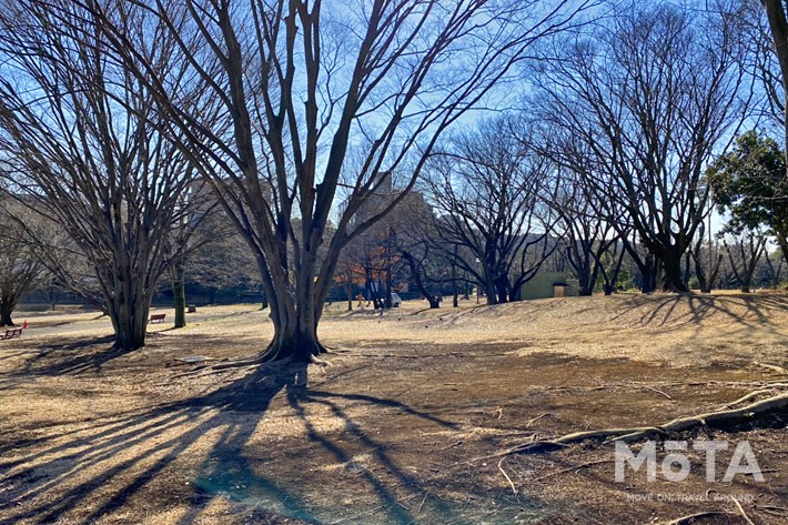 和光樹林公園