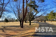 和光樹林公園