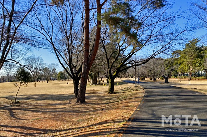 和光樹林公園