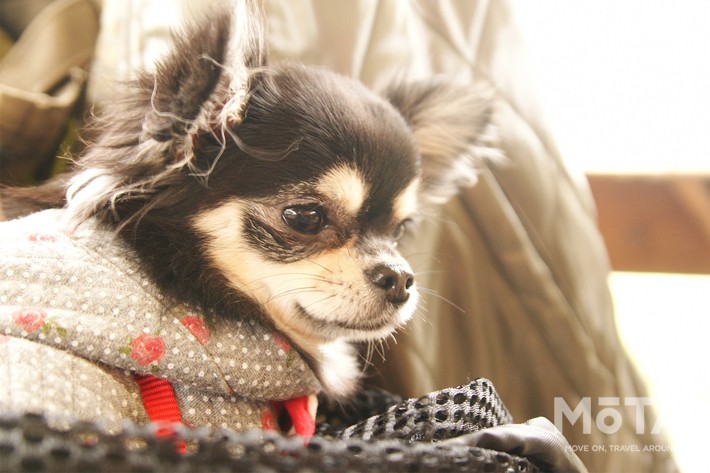 Glamping Resort Awaji-グランピングリゾートアワジ-