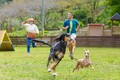 愛犬家必見！ 東京サマーランドのドッグランが定額制会員「ドッグランパスポート」を新設