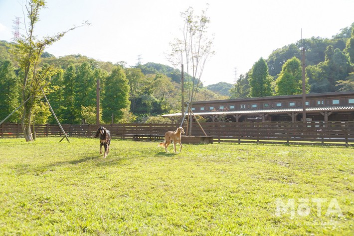 愛犬家必見 東京サマーランドのドッグランが定額制会員 ドッグランパスポート を新設 現地レポート 新車 車イベント21年 Mota
