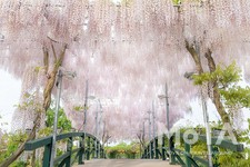 うす紅藤／あしかがフラワーパーク　※写真は過去のイベント時のもの