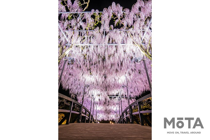 うす紅藤　夜2／あしかがフラワーパーク　※写真は過去のイベント時のもの