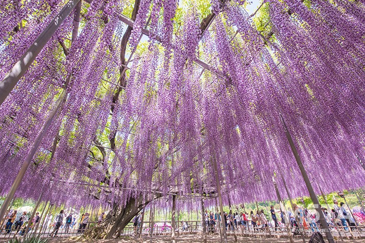 大藤　2／あしかがフラワーパーク　※写真は過去のイベント時のもの