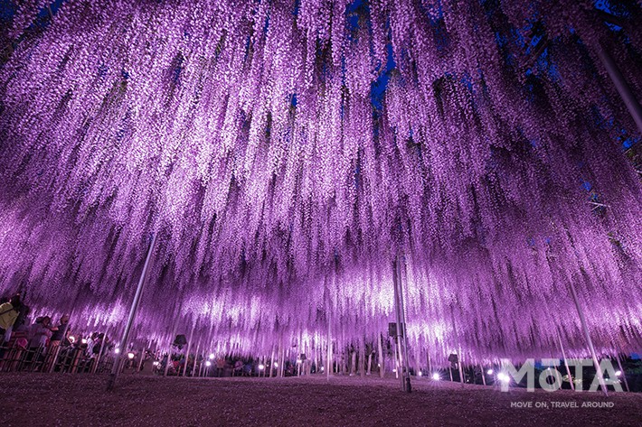 大藤　夜1／あしかがフラワーパーク　※写真は過去のイベント時のもの