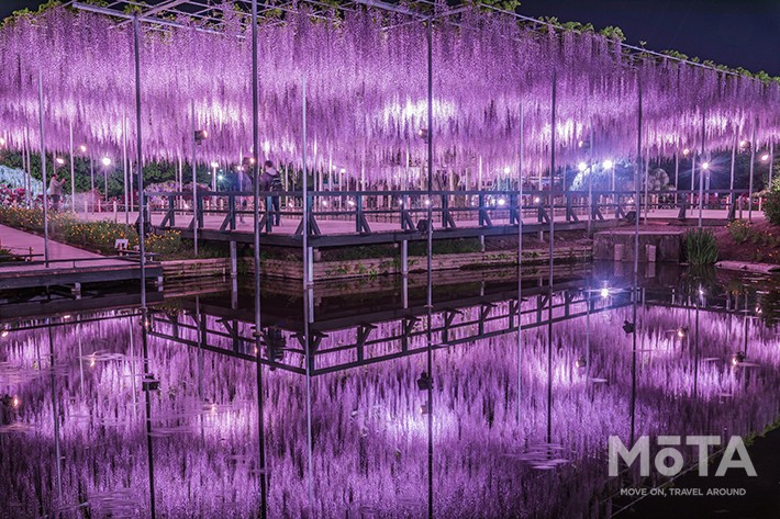 大藤　夜2／あしかがフラワーパーク　※写真は過去のイベント時のもの