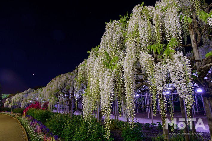 白藤　夜／あしかがフラワーパーク　※写真は過去のイベント時のもの