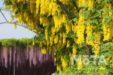 きばな藤／あしかがフラワーパーク　※写真は過去のイベント時のもの