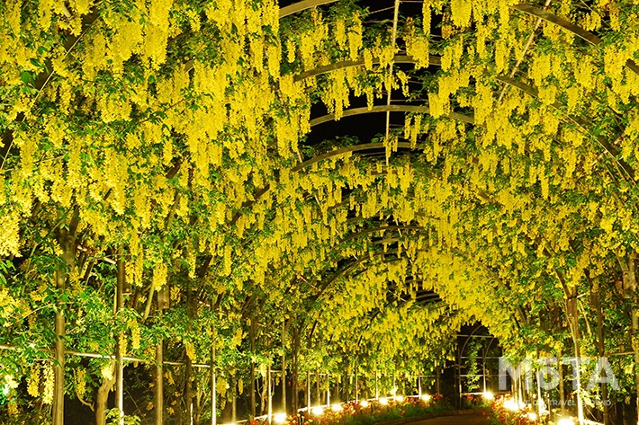 きばな藤　夜／あしかがフラワーパーク　※写真は過去のイベント時のもの