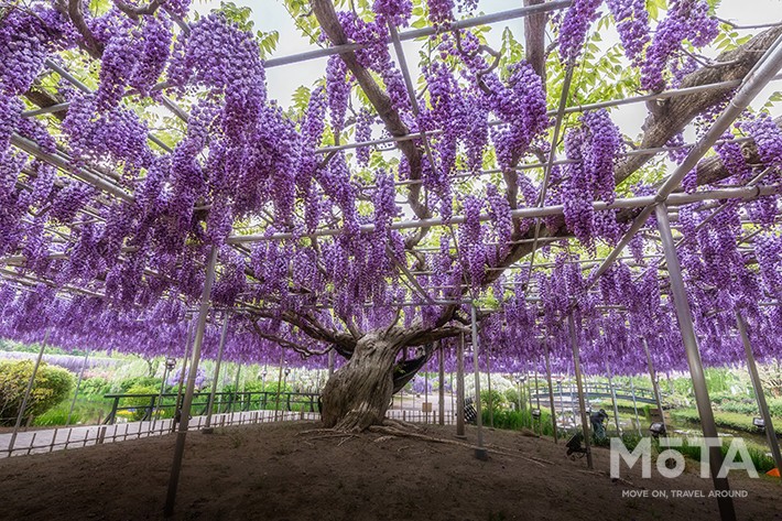 八重黒龍藤／あしかがフラワーパーク　※写真は過去のイベント時のもの