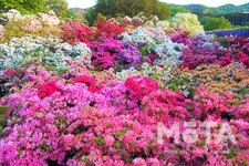 ツツジ／あしかがフラワーパーク　※写真は過去のイベント時のもの