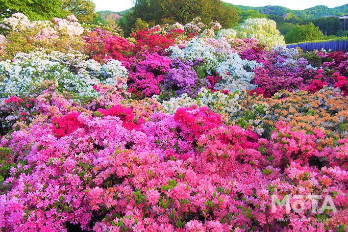 ツツジ／あしかがフラワーパーク　※写真は過去のイベント時のもの