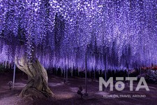 見返り藤　夜／あしかがフラワーパーク　※写真は過去のイベント時のもの