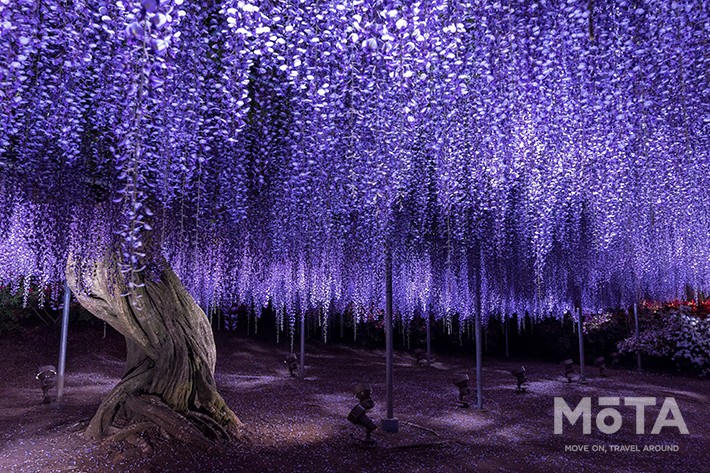 見返り藤　夜／あしかがフラワーパーク　※写真は過去のイベント時のもの