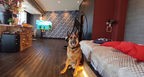 大切なペットとゆったりと　愛犬のためのリゾート型温泉旅館【箱根／箱根強羅グアムドッグ本店】