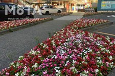 首都高速道路・横浜・大黒パーキングエリアの花壇[東京2020東京オリンピック・パラリンピック対策]