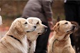 愛犬とともに極上のリゾートステイを体感できる、ドッグラン付きコテージ
