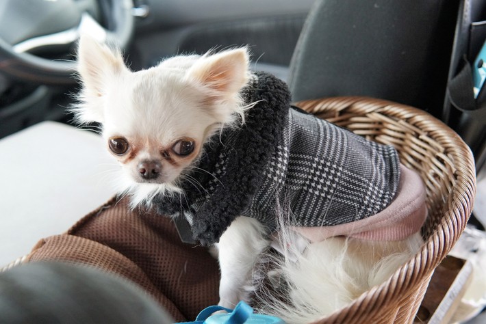 愛犬にこちゃんの席はボックス後方の一番高い位置にある。座り心地はいかが？