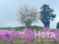 神奈川ドライブ旅