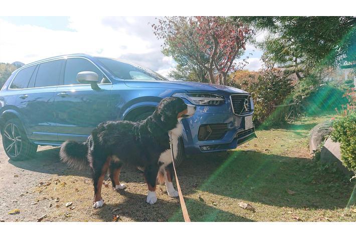 愛犬マッチングサイト「ブリーダーナビ」『VOLVO WITH PET FAIR』への特別協賛を決定！