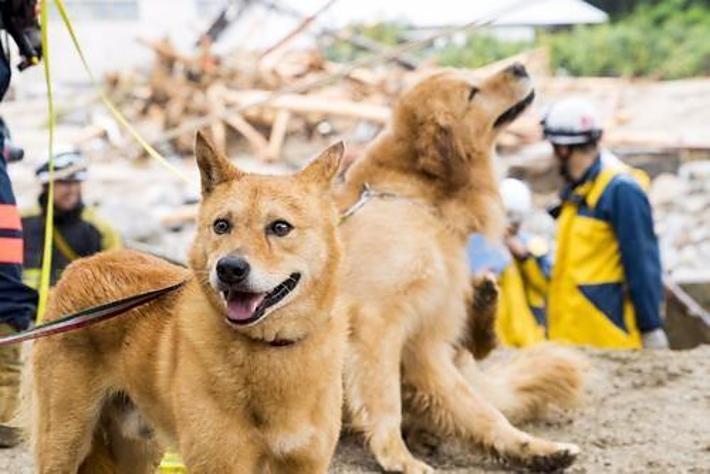 空飛ぶ捜索医療団、FIAT（フィアット）のサポートにより、国際水準の災害救助犬育成に向けたクラウドファンディングを開始！