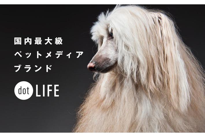 犬種特化型ペット専門メディア「dot LIFE」がブランドサイトをリニューアル！月間1,500万PVを突破