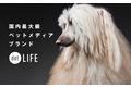 犬種特化型ペット専門メディア「dot LIFE」がブランドサイトをリニューアル！月間1,500万PVを突破