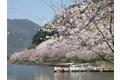 【JAF滋賀】春の風物詩・桜を見にいこう 高島市の桜の名所・お花見スポットをご紹介