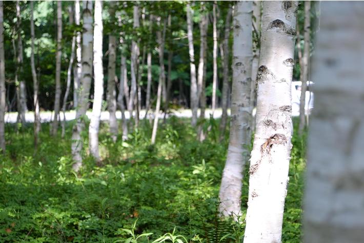 「2023支笏湖の森づくり大作戦」キャンペーンを開始～レンタカーで北海道を旅して、森を守ろう！～