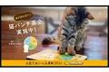 「イエローハット 全国交通にゃん全運動」は今年で６年目！猫パンチで集まった金額をイエローハットが猫の保護・動物愛護団体に寄付！