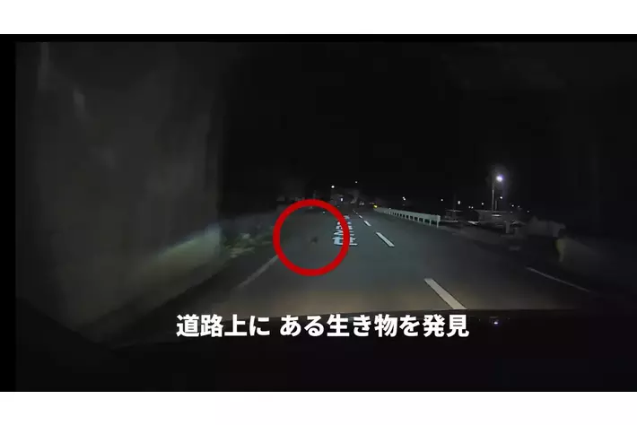 【JAF鹿児島】環境省と共同で ロードキル防止啓発動画を制作