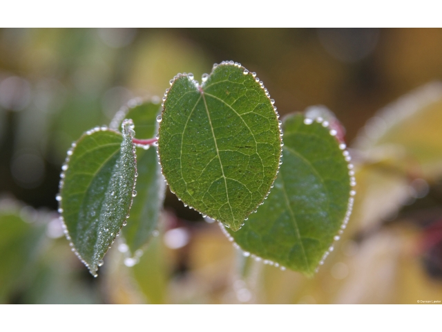 販売店画像コメント５販売店画像コメント５